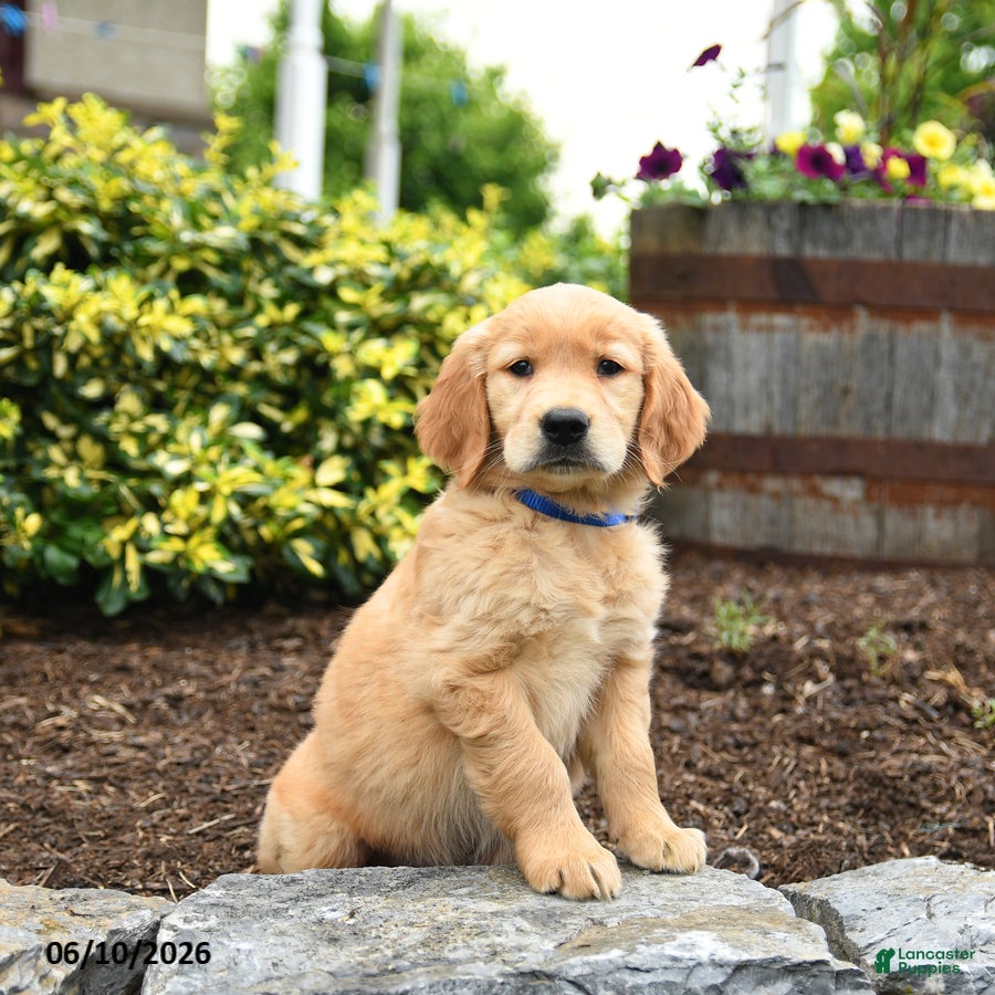 Golden Retriever dogs Jack  - Ad 2