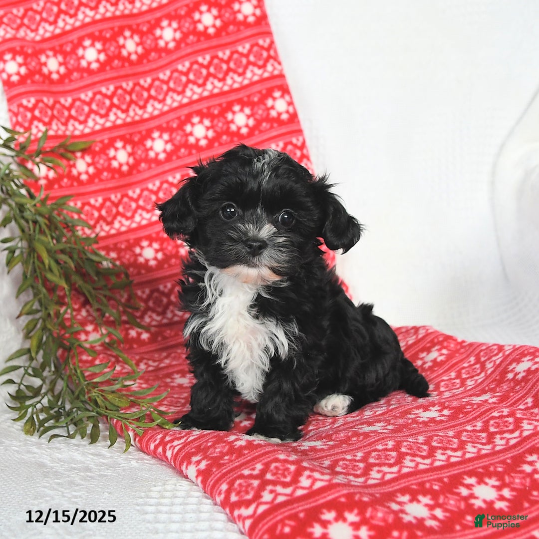 Mixed Breed dogs for sale: Mandy - Ad 2