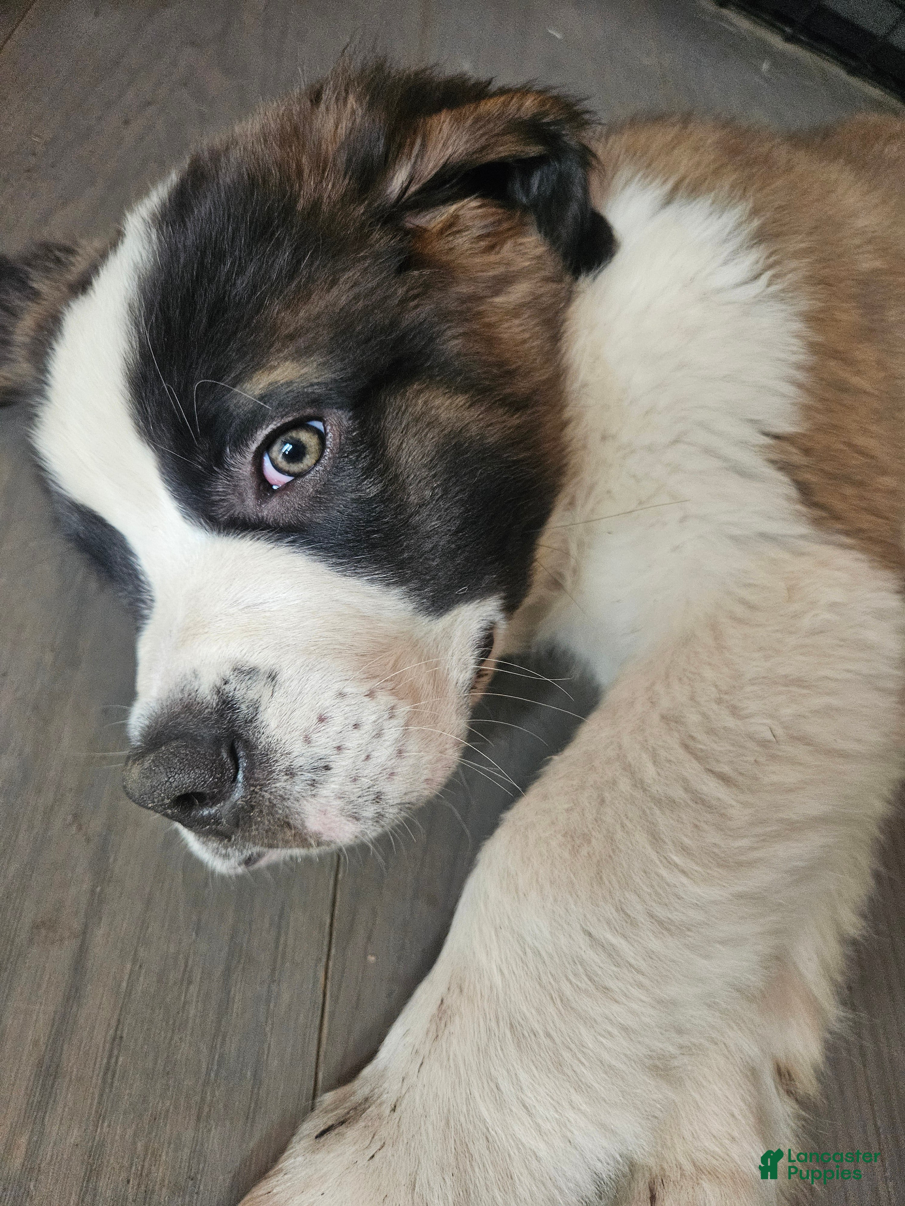 Saint Bernard dogs for sale: Saint Bernard 1 - Ad 2