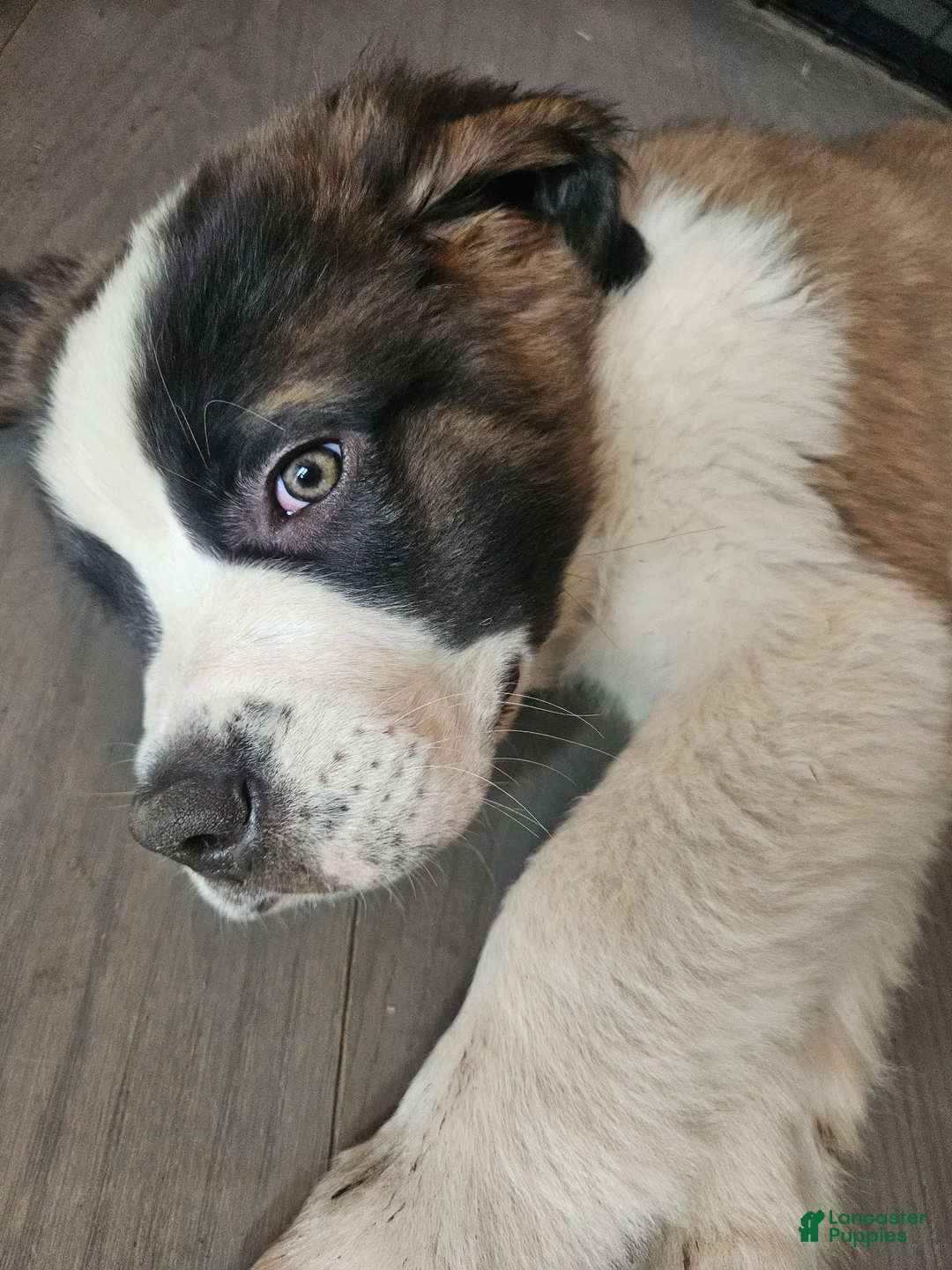 Saint Bernard dogs for sale: Saint Bernard 1 - Ad 1