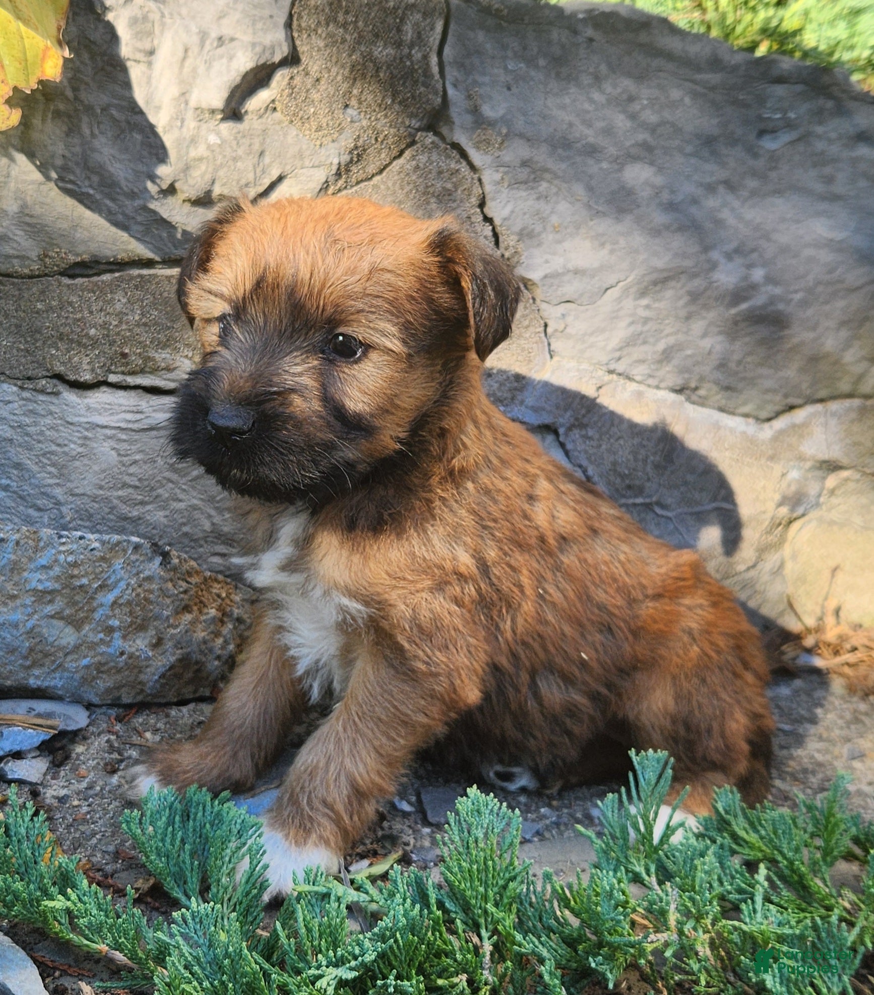 Mixed Breed dogs for sale: Belle - Ad 2