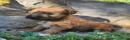 Mixed Breed dogs for sale: Belle - Ad 2
