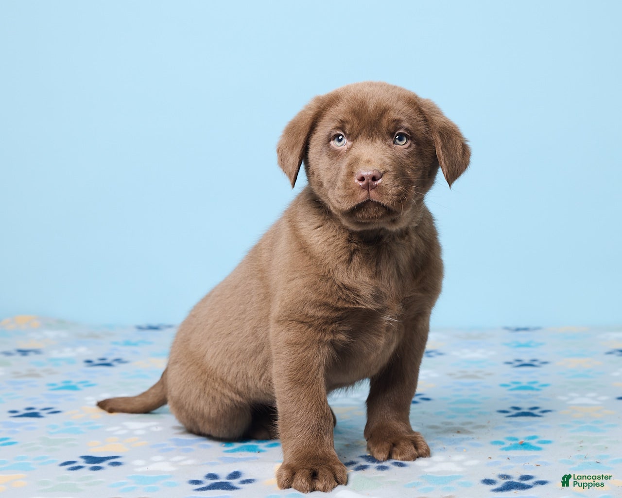 Labrador Retriever dogs Ronny - Ad 2