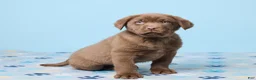 Labrador Retriever dogs for sale: Ronny - Ad 2