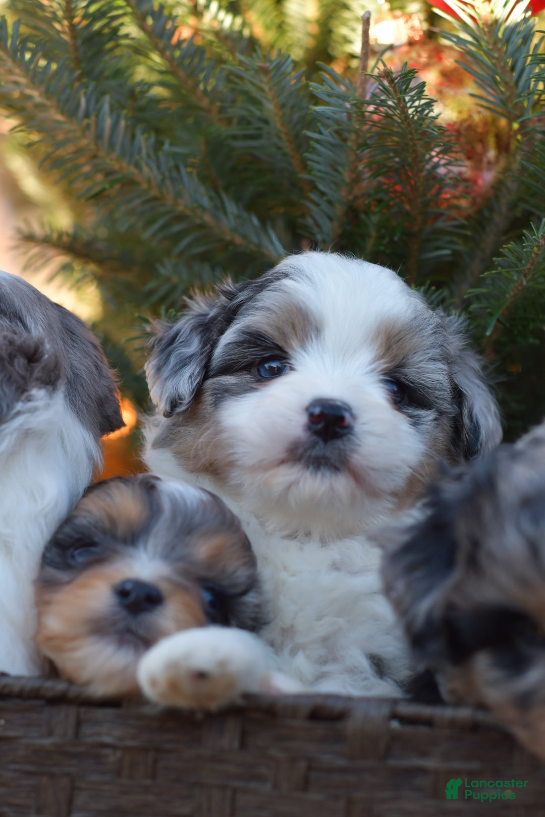 Mini Aussiedoodle dogs for sale: Cash - Ad 29