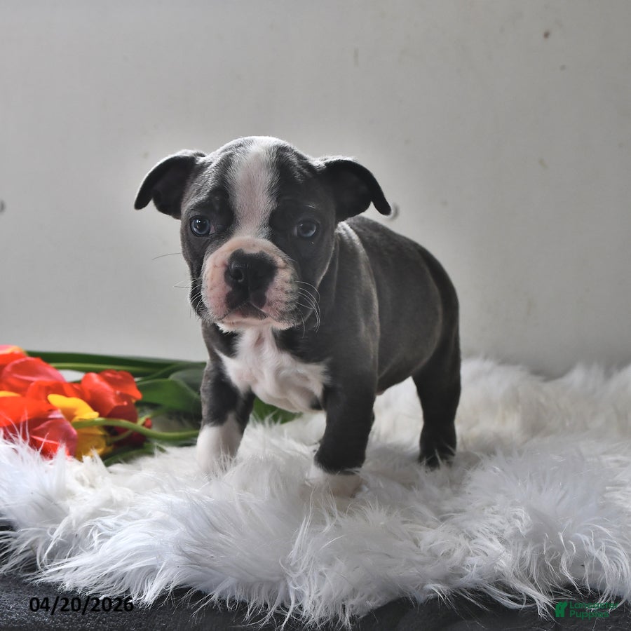 Boston Terrier dogs Frankie - Ad 2