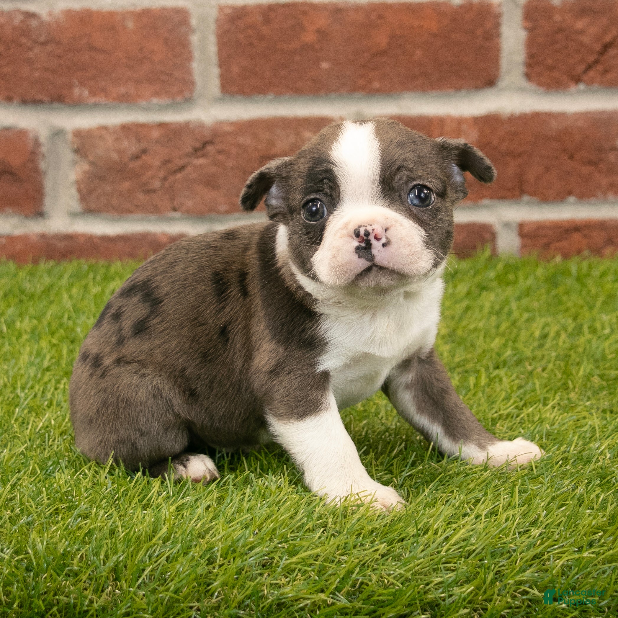 Boston Terrier dogs Oliver - Ad 1