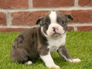 Boston Terrier dogs for sale: Oliver - Ad 1