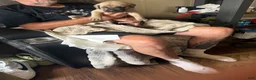 Cane Corso dogs for sale: Bella - Ad 4