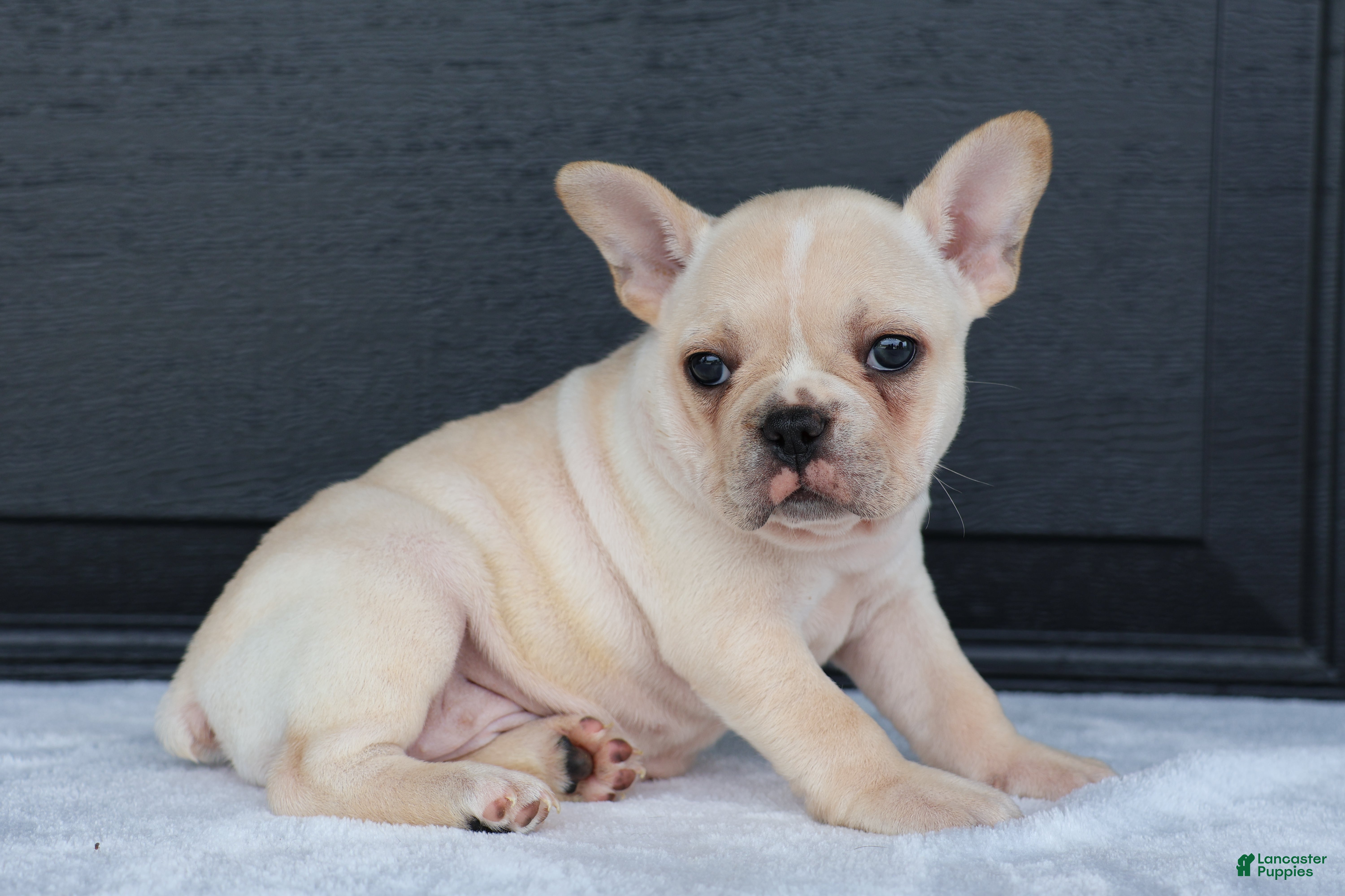French Bulldog dogs Reeba - Ad 2