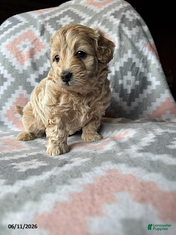 Eskipoo dogs Taffy - Ad 2