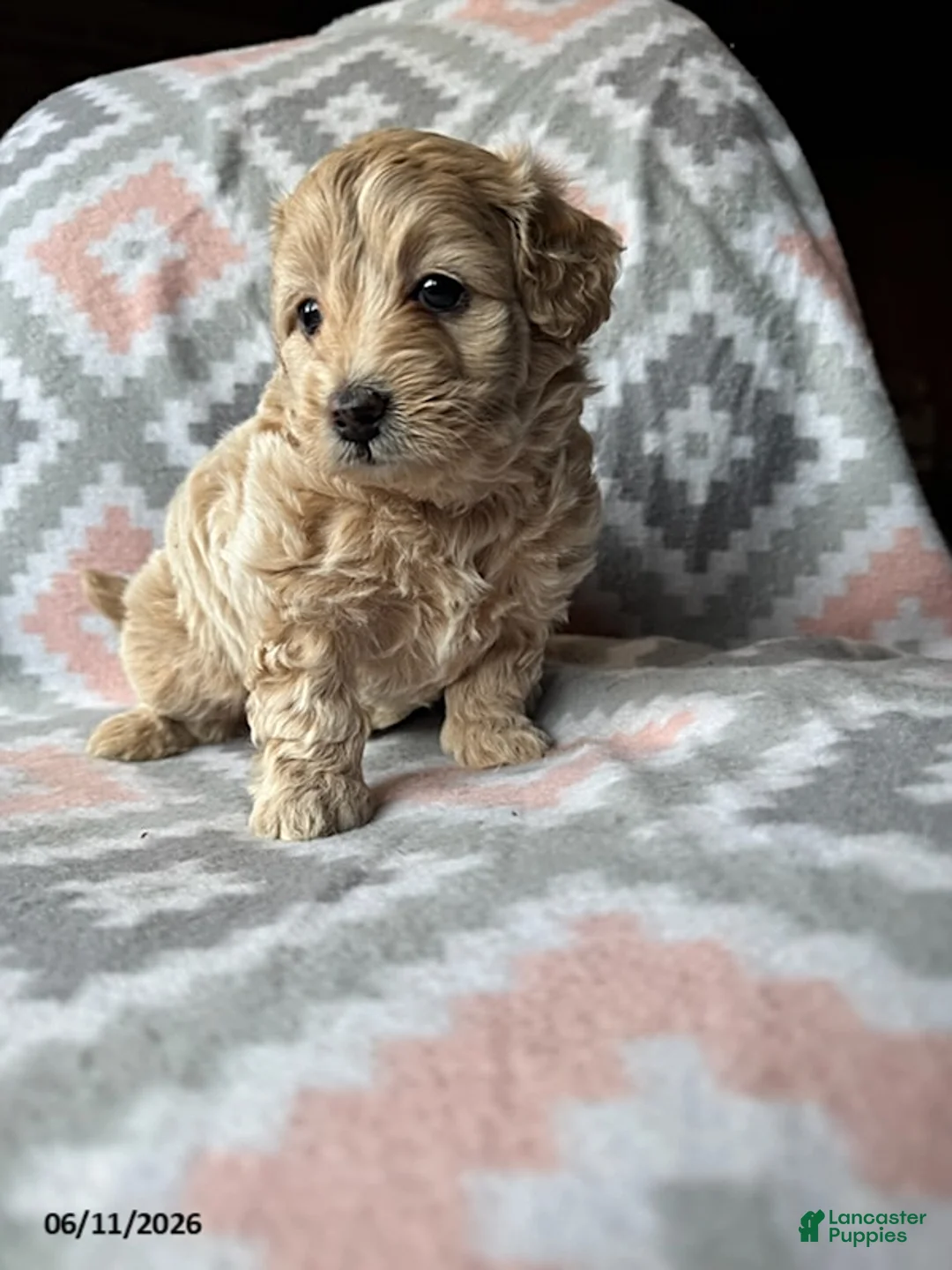 Eskipoo dogs for sale: Taffy - Ad 2