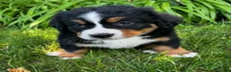 Bernese Mountain Dog dogs for sale: Annie - Ad 3