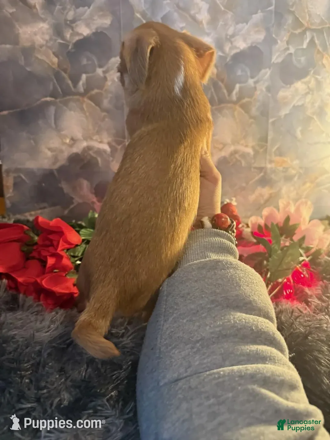 Chorkie dogs for sale: Maui Boy - Ad 3