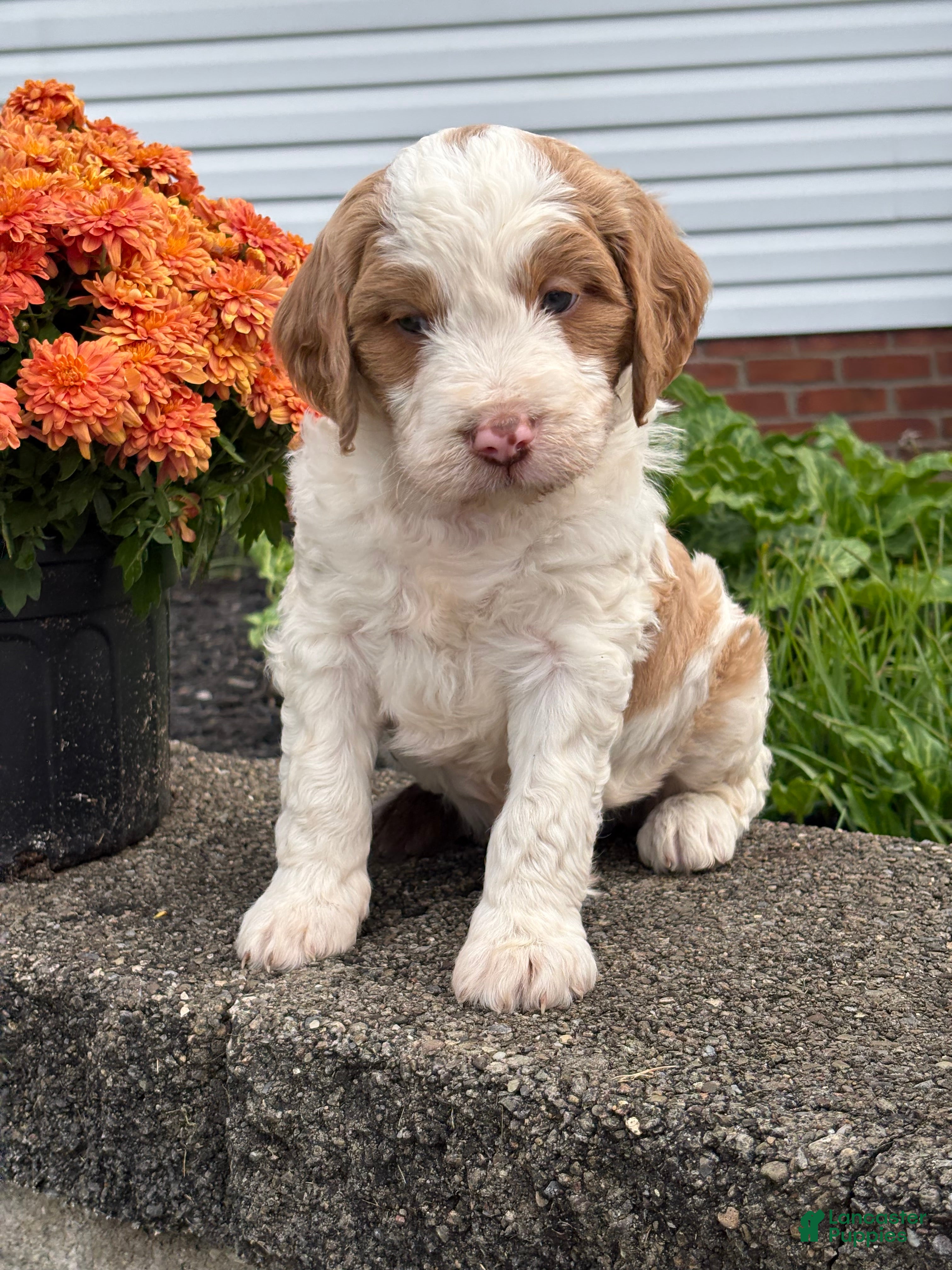 Mixed Breed dogs for sale: Magnum - Ad 1