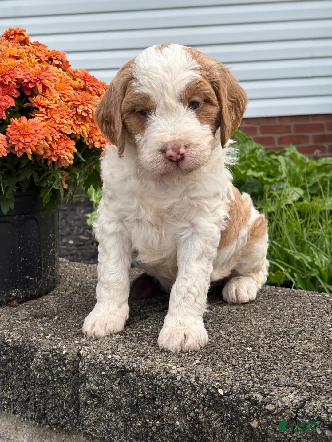 Mixed Breed dogs for sale: Magnum - Ad 1