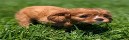 Cavalier King Charles Spaniel dogs for sale: Ruby - Ad 8