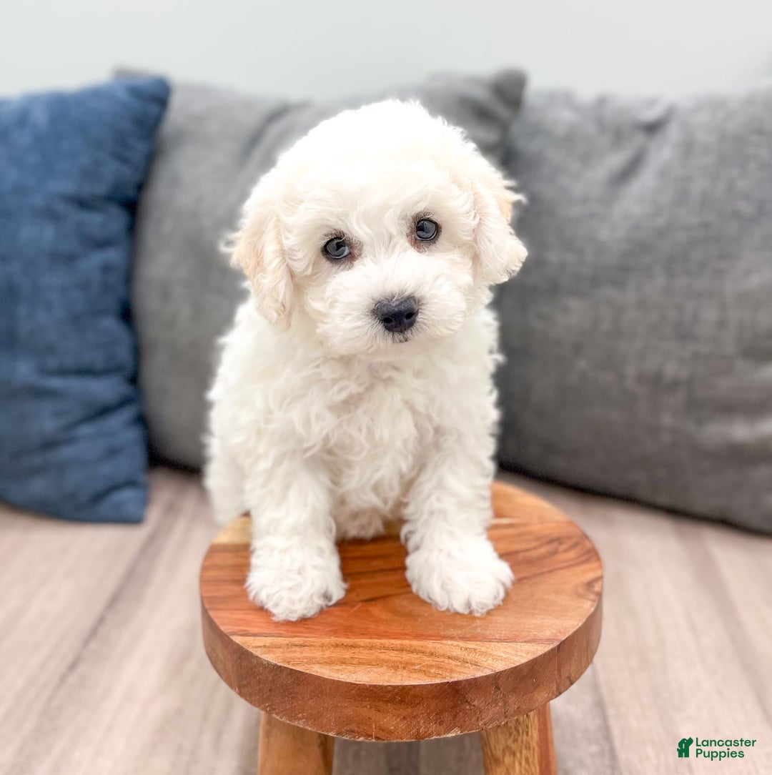 Bichpoo dogs for sale: Lexie - Ad 1