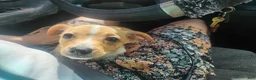 Chiweenie dogs for sale: Chiweenie Puppy 1 - Ad 8