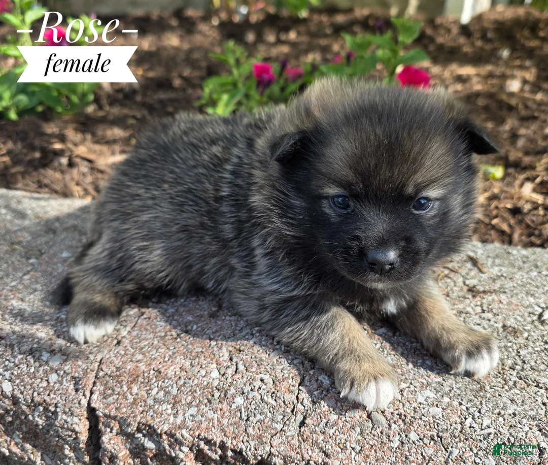 Pomsky dogs for sale: Rose - Ad 1