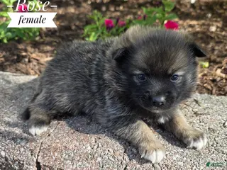 Pomsky dogs for sale: Rose - Ad 4
