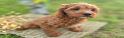 Cavapoo dogs for sale: Iceberg - Ad 24