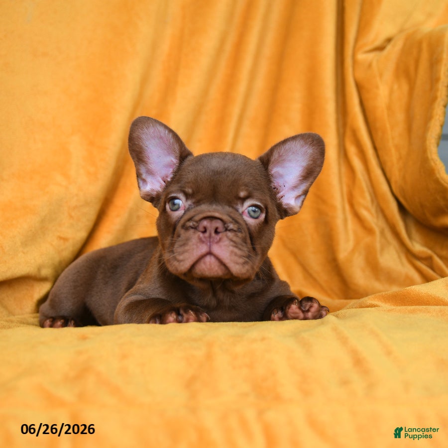 French Bulldog dogs Reese - Ad 2