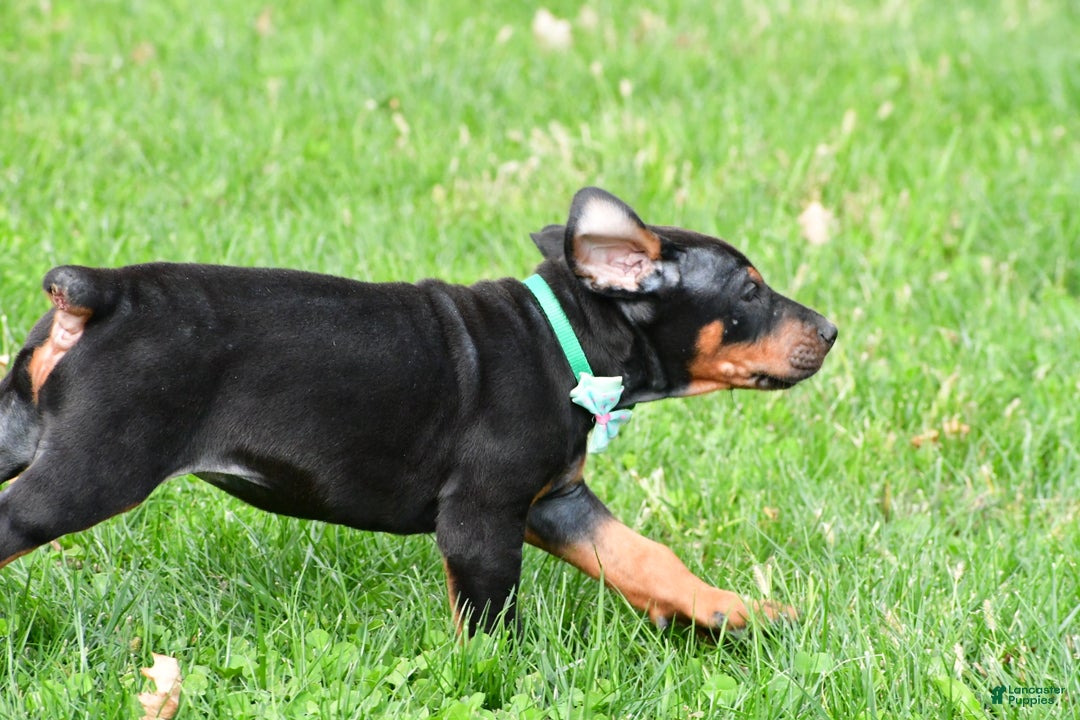 Doberman Pinscher dogs for sale: Rocco - Ad 5