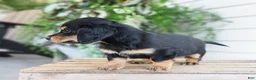 Miniature Dachshund dogs for sale: Mabel - Ad 6