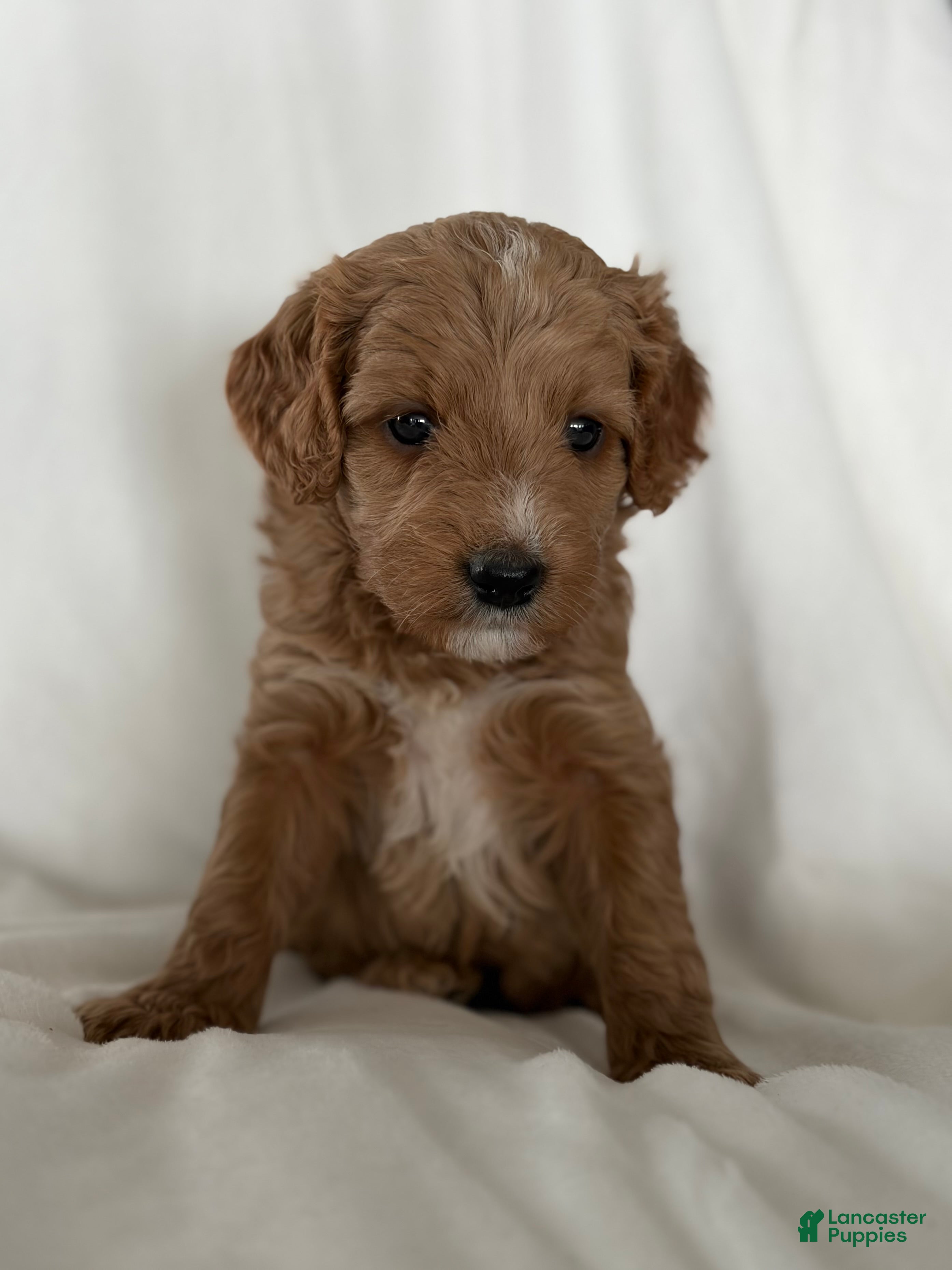 Cavapoo dogs Sierra🩷 - Ad 1