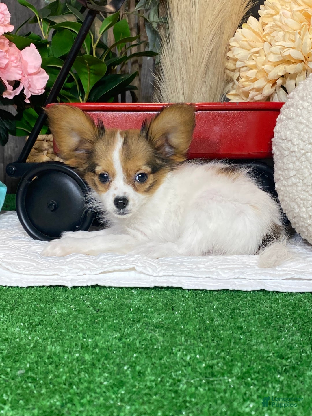 Papillon dogs for sale: Riane - Ad 3