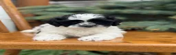 Shihpoo dogs for sale: Sials - Ad 4