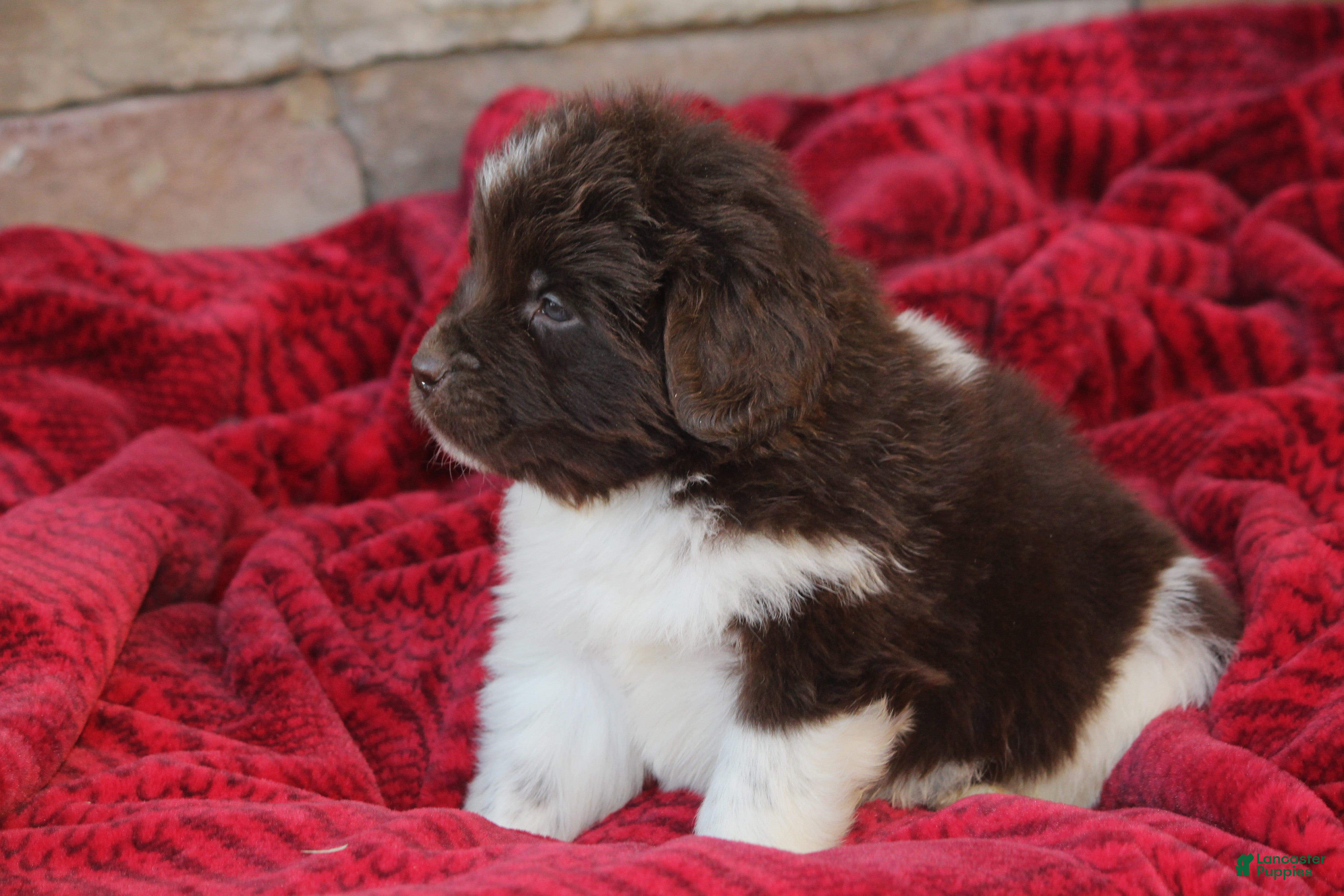 Newfoundland dogs Phoenix - Ad 3