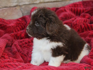 Newfoundland dogs Phoenix - Ad 21