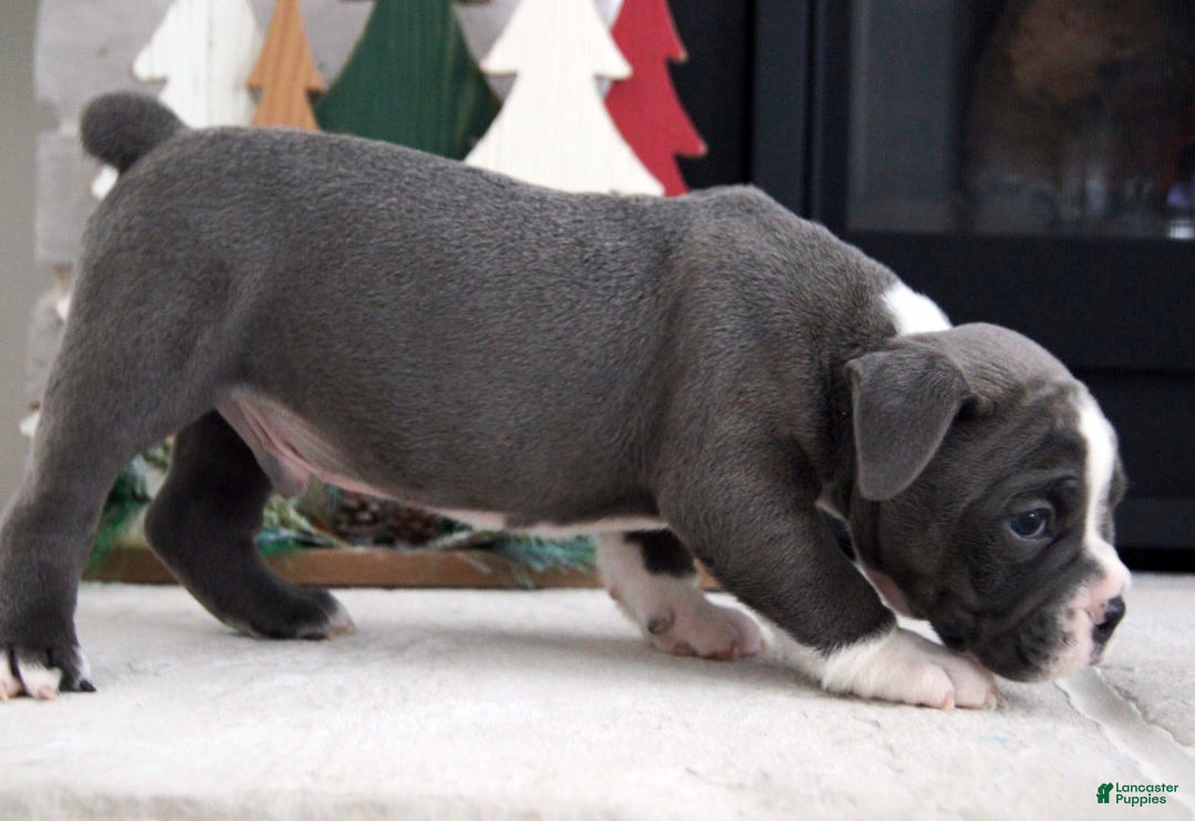 Olde English Bulldogge dogs for sale: Pepsi - Ad 3