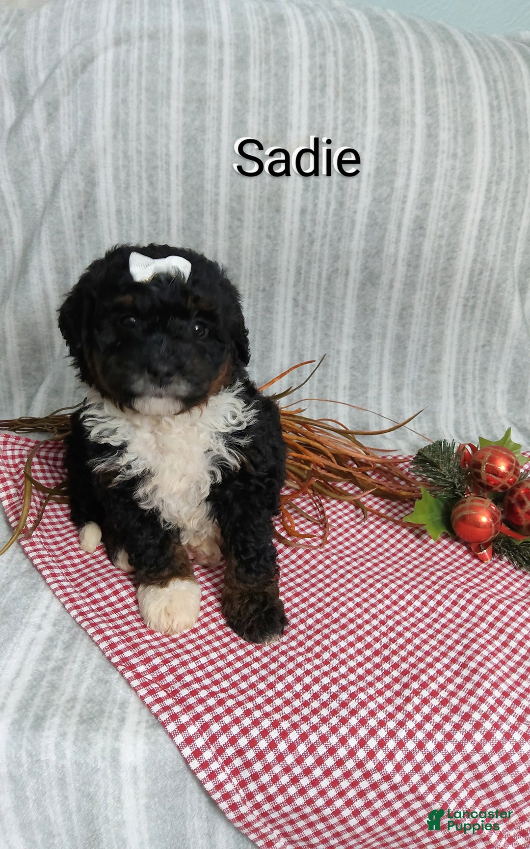 Mini Bernedoodle dogs for sale:  Sadie  - Ad 9