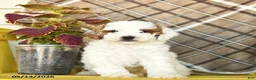 Miniature Poodle dogs for sale: Fluffy  - Ad 4