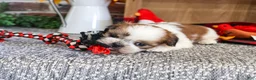 Shih Tzu dogs for sale: Joey - Ad 2