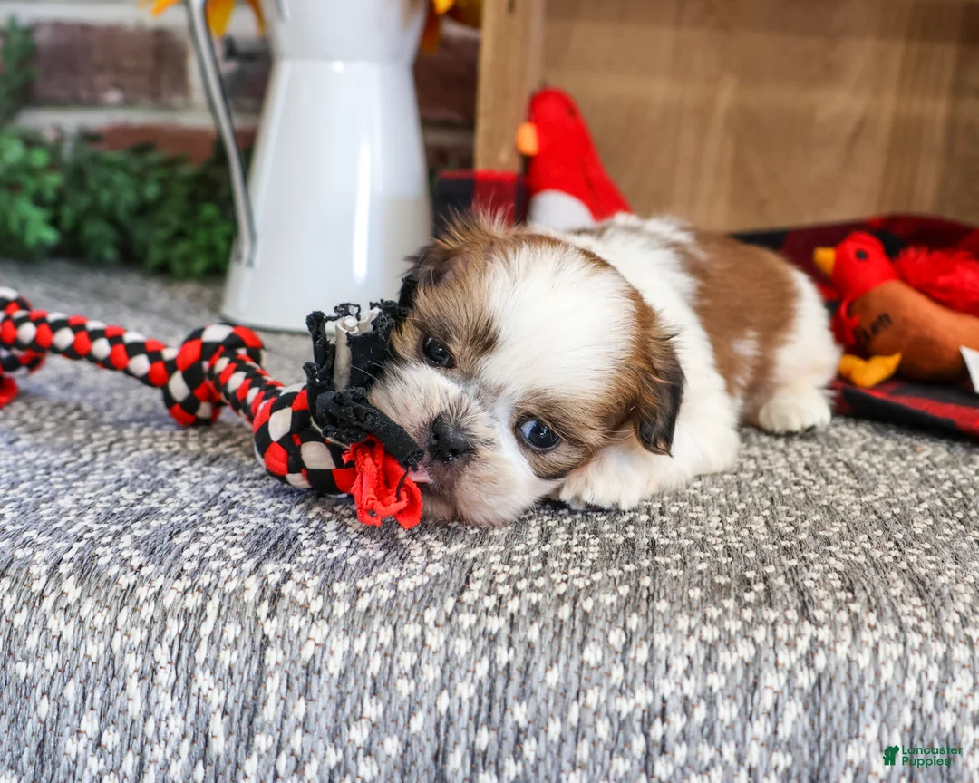 Shih Tzu dogs for sale: Joey - Ad 2