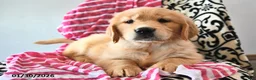Golden Retriever dogs for sale: Valentina - Ad 1