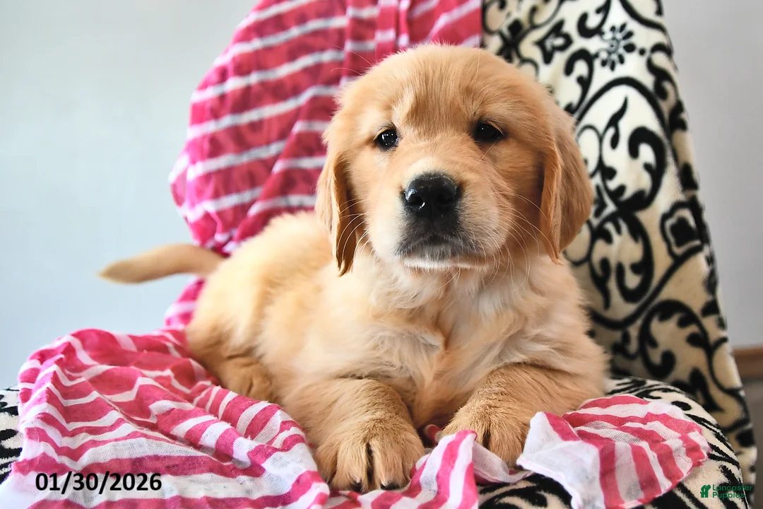 Golden Retriever dogs for sale: Valentina - Ad 1