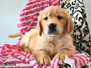Golden Retriever dogs for sale: Valentina - Ad 3