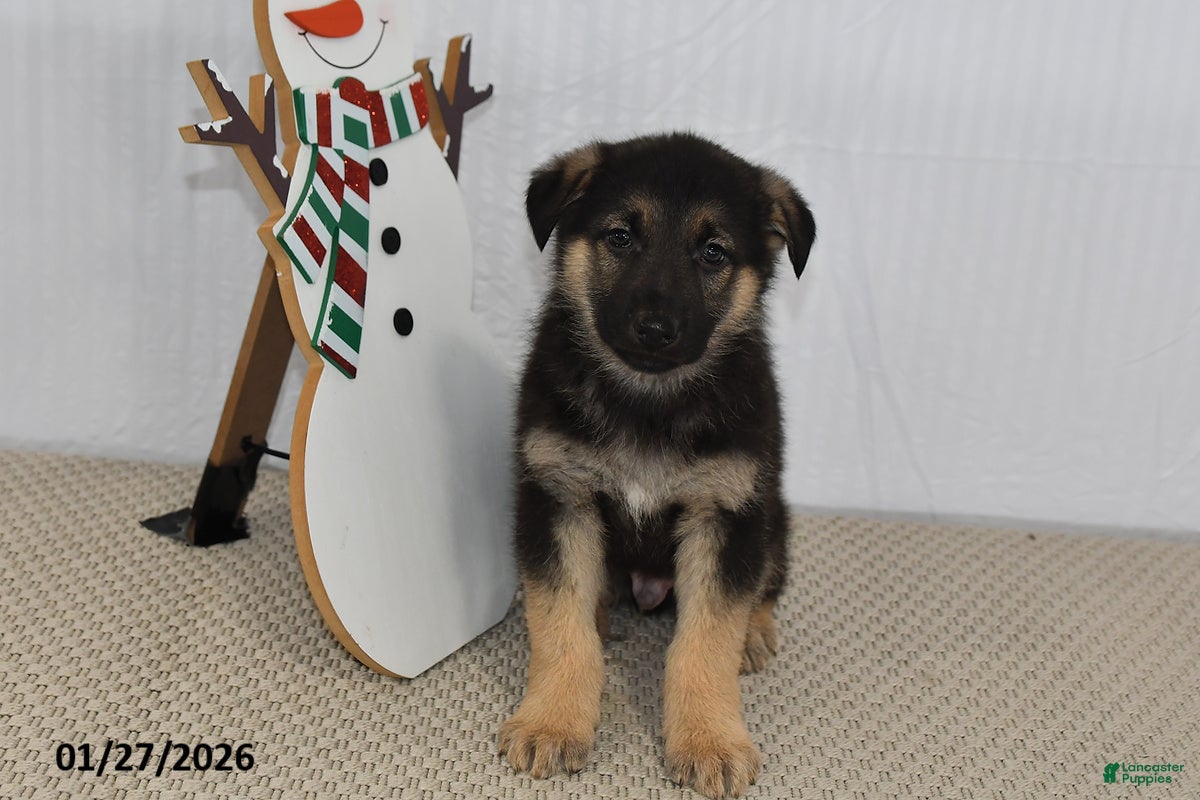 German Shepherd dogs Chad - Ad 27