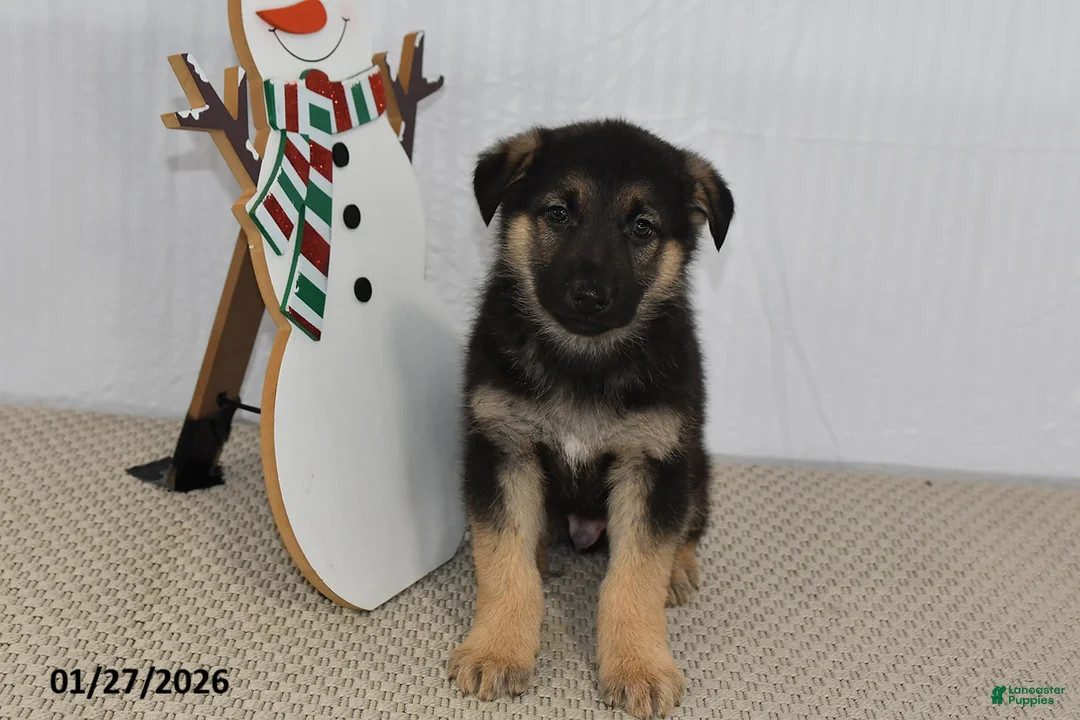 German Shepherd dogs for sale: Chad - Ad 1