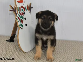 German Shepherd dogs Chad - Ad 27