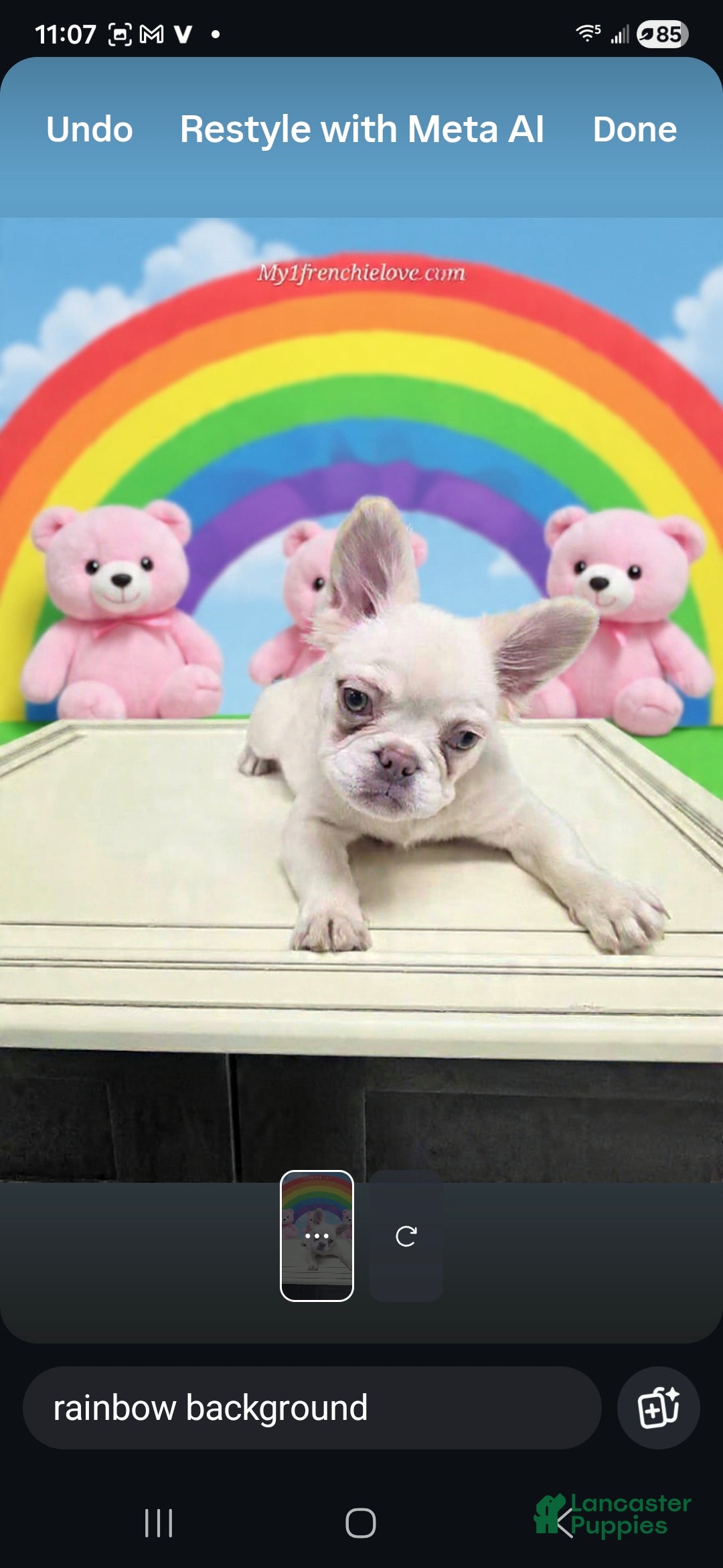 French Bulldog dogs French Bulldog Puppy 2 - Ad 2