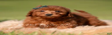 Lumi AKC