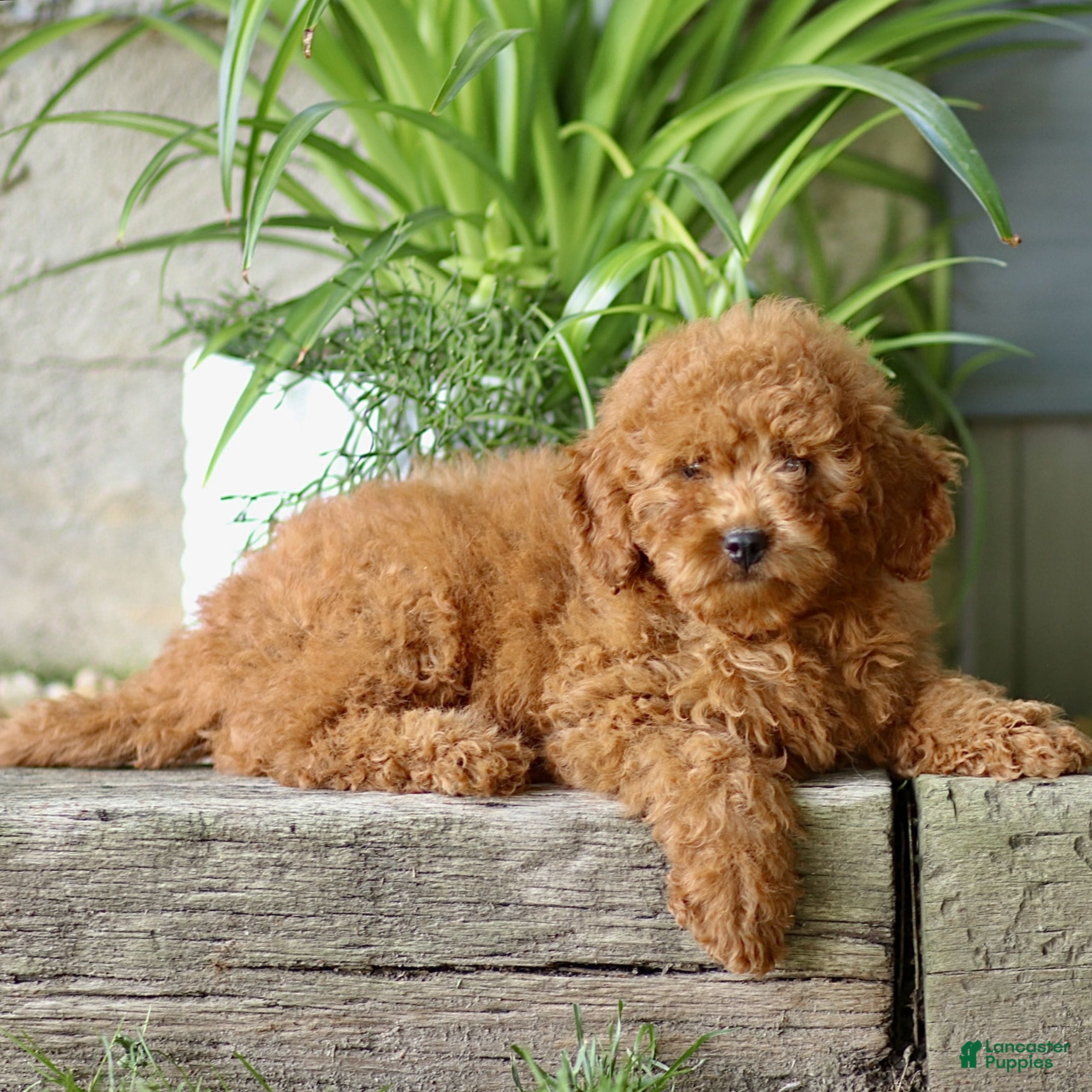 Cavapoo dogs Corey  - Ad 1