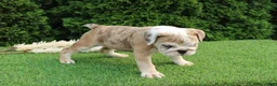 English Bulldog dogs for sale: Daisy - Ad 7