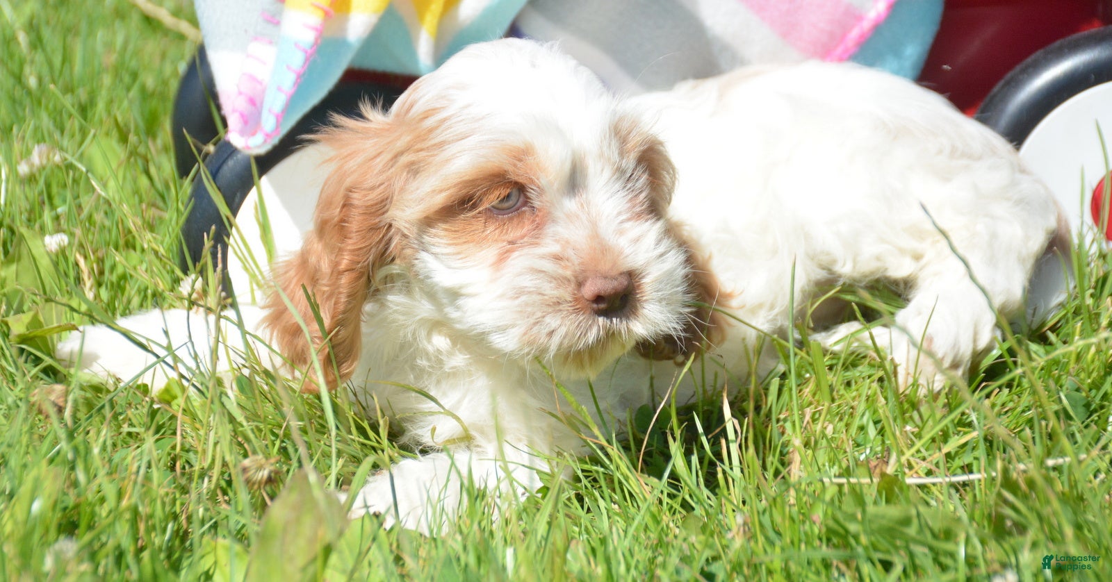 Cockapoo dogs Cockapoo Carla - Ad 41